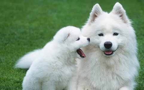 薩摩耶犬的訓練方法-  怎么訓練薩摩耶狗狗