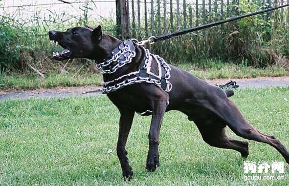 護衛犬哪種好？3個特點教會你挑選！