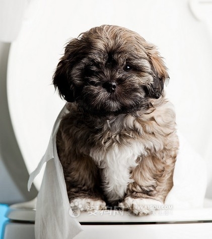 羅秦犬的訓練方法,亞洲寵物展觀者如潮