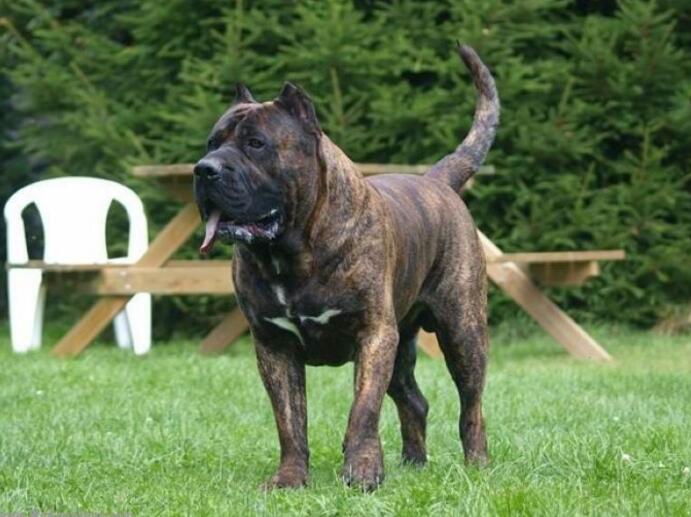 護衛犬有哪些品種？世界十大護衛犬排行榜