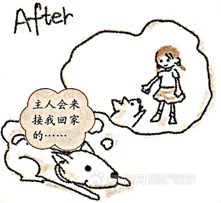 在狗狗訓練中口令和手勢使用的要點