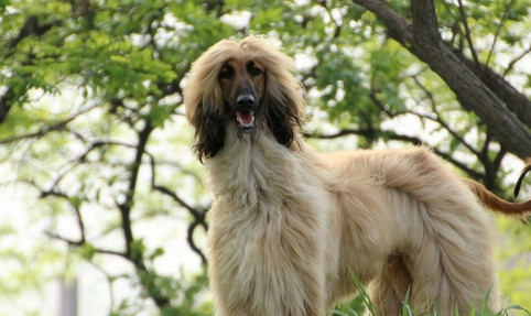 教你阿富汗犬角膜發炎如何處理