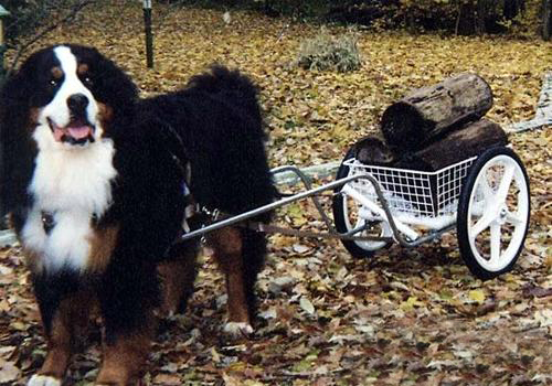 伯恩山犬嘔吐怎么辦,伯恩山犬好訓練嗎