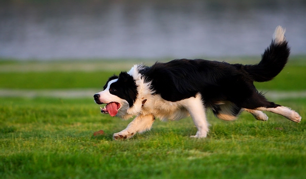 邊境牧羊犬的訓練方法-  邊境牧羊犬隨行訓練