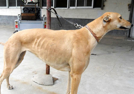 格力犬的訓練方法-  格力犬的訓練方法有哪些？
