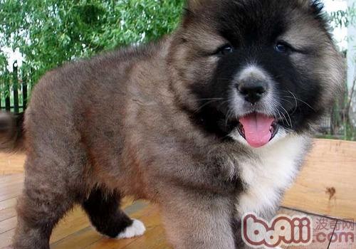 怎么讓高加索犬安靜下來,高加索絕育后要注意的問題