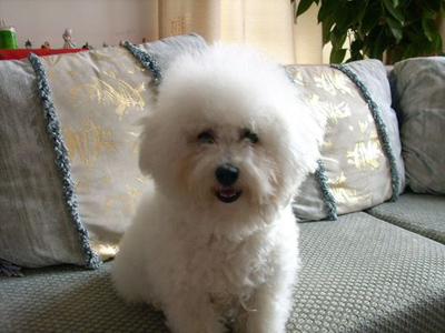 比熊犬的訓練方法-  對比熊犬停止吠叫的訓練