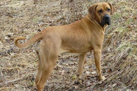 護衛犬有哪些品種？世界十大護衛犬排行榜