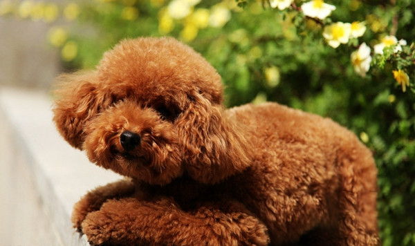 泰迪犬的訓練方法-  如何訓練泰迪犬上廁所