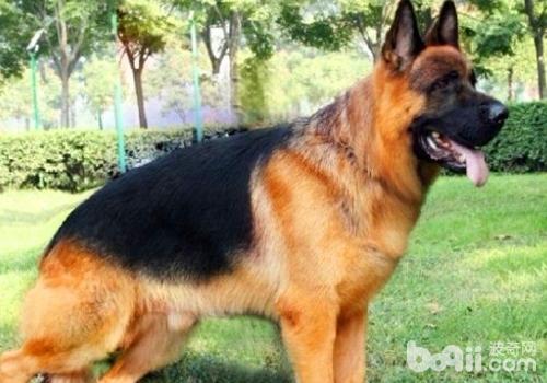 如何與德國牧羊犬培養感情,德國牧羊犬容不容易接近