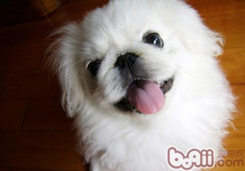 如何清理京巴犬褶皺的鼻子,如何護理好京巴犬