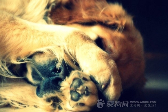 如何訓練狗狗謝謝,狗狗害怕這四種東西