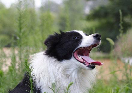 邊境牧羊犬的訓練方法-  讓邊境牧羊犬遠離皮膚病
