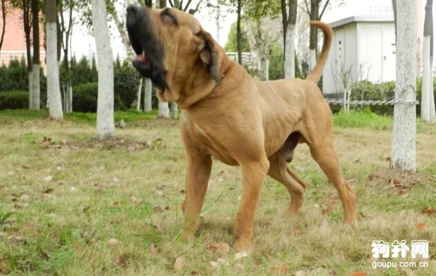 護衛犬有哪些，10大排名告訴你！