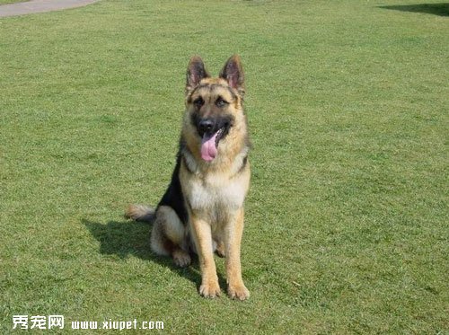 德國牧羊犬怎么訓,如何訓練德國牧羊犬的坐和臥