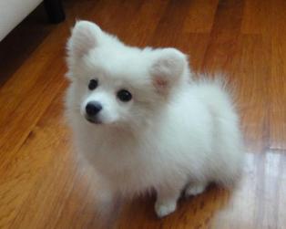銀狐犬的訓練方法-  銀狐犬亂叫怎么辦