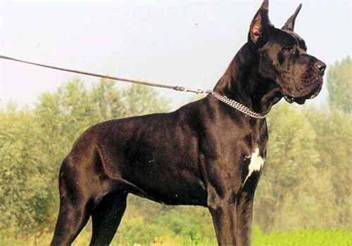 大丹犬,大丹犬的性格特點,大丹犬
