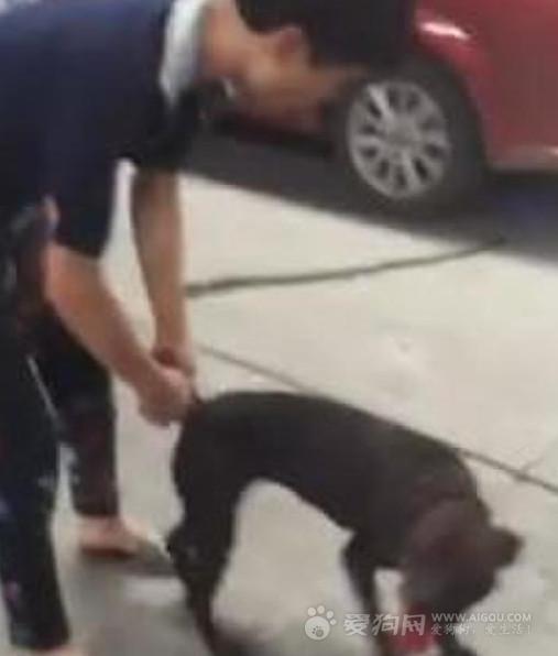 狗輸后主人殘忍將其摔死,網友曝光射洪血腥斗狗
