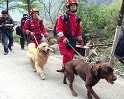 搜救犬的訓練方法-  探訪北京消防搜救犬訓練基地