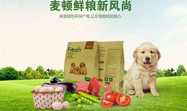 拉布拉多的訓練方法-  拉布拉多犬怎么養-麥頓鮮糧告訴你