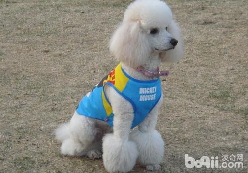 貴賓犬亂叫怎么辦,貴賓犬亂叫該怎么辦