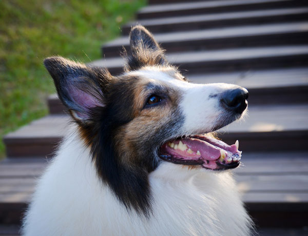 怎么訓練蘇格蘭牧羊犬上廁所,明星狗狗蘇格蘭牧羊犬