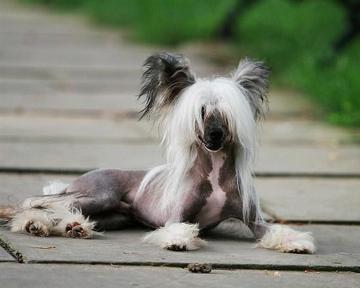 冠毛犬的訓練方法-  冠毛犬訓練