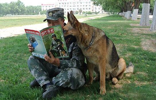 軍犬和警犬的區別，軍犬和警犬的3大不同點