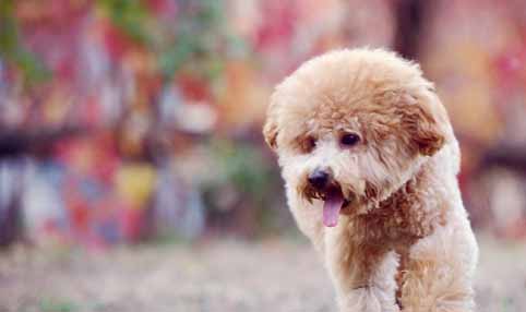 泰迪犬的訓練方法-  訓練泰迪犬膽量