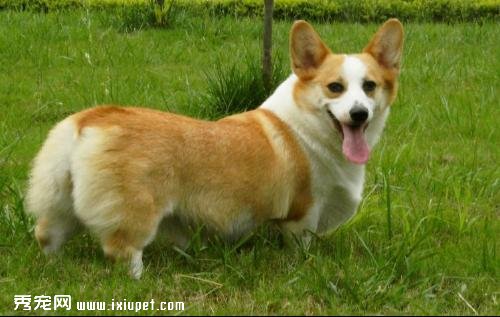 如何訓練柯基犬成為游泳健將呢