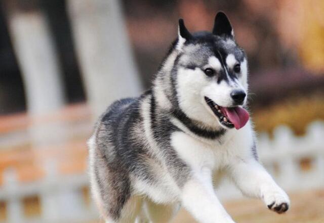中型犬有哪些品種，適合家養的中型犬的排名