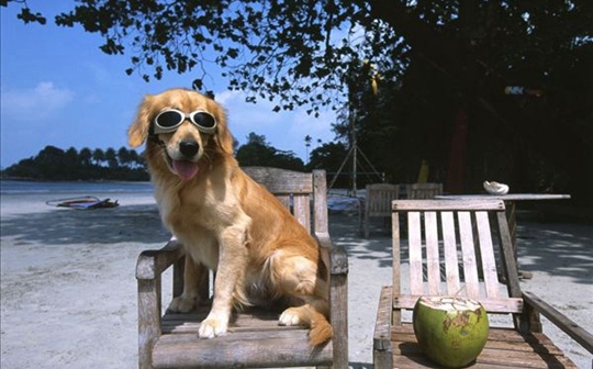 金毛犬的訓練方法-  怎么訓練金毛犬不亂叫