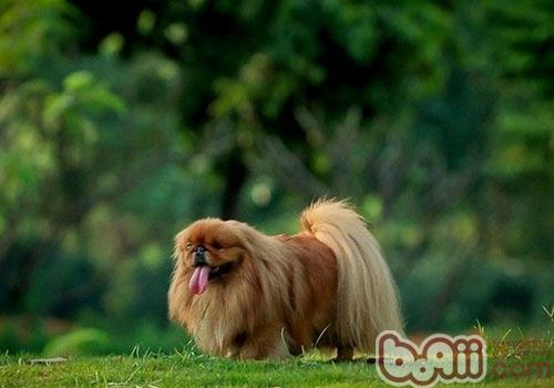 狗狗的嫉妒心理和爭功、邀功心理,狗狗也有復仇心理