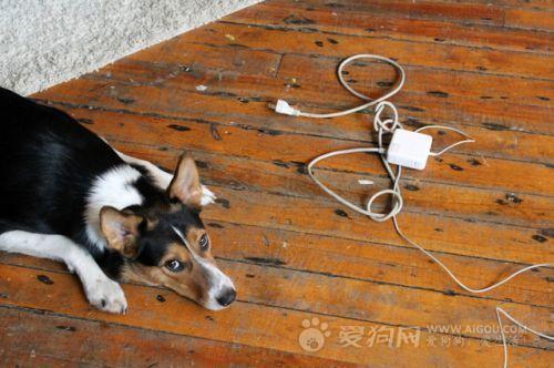 家用電器對狗狗們的安全隱患,狗狗怎么訓練握手