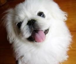 京巴犬的訓練方法-  京巴犬訓練