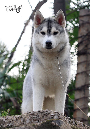 便后應讓愛犬活動一段時間,養狗狗應注意兩大衛生問題