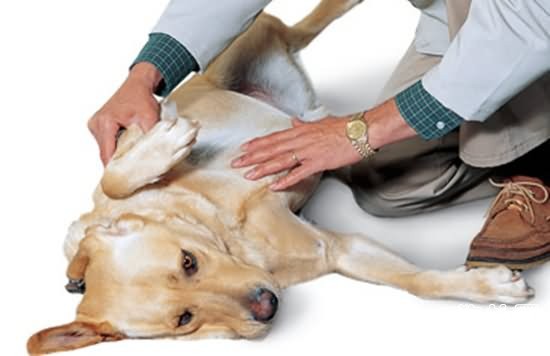 狗狗卵巢囊腫癥狀- 犬卵巢囊腫原因|診斷|預防及治療方法