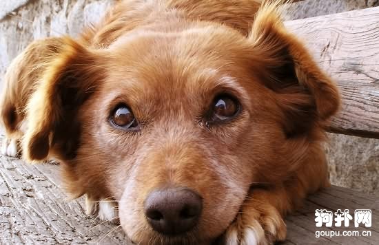 狗狗結膜炎癥狀- 犬結膜炎原因|診斷|預防及治療方法