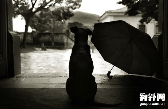 犬肺部出血癥狀- 狗狗肺部出血原因|診斷|預防及治療方法