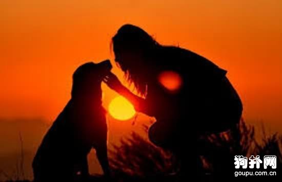 犬肺部腫瘤癥狀- 狗狗肺部腫瘤原因|診斷|預防及治療方法