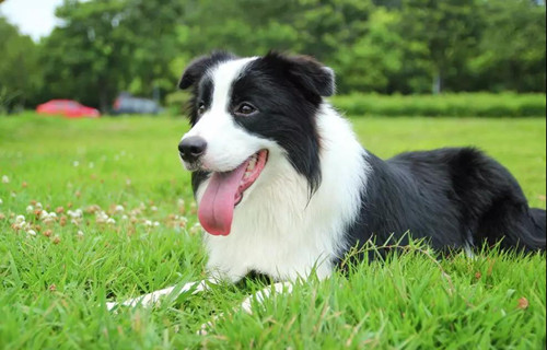 邊牧幼犬大便稀灰黑色，邊牧大便稀有點兒黑