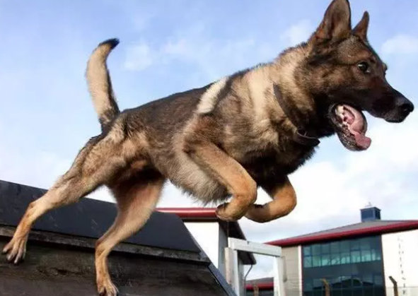 小狗欲成警犬與眾不同，許多小狗競聘不成功，除性情外更需兼具種群性