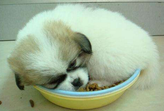 狗護食怎么辦