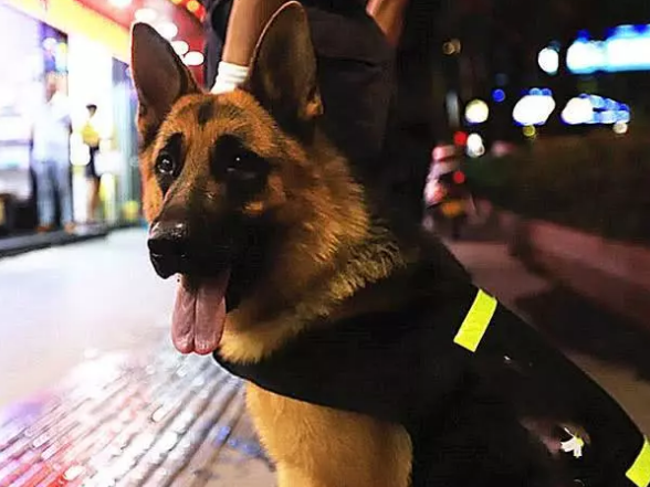 小狗欲成警犬與眾不同，許多小狗競聘不成功，除性情外更需兼具種群性