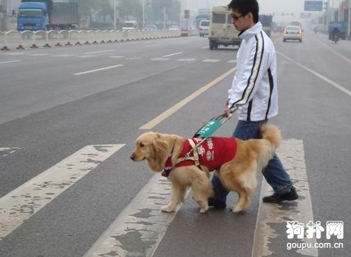 導盲犬的工作技能調教方法