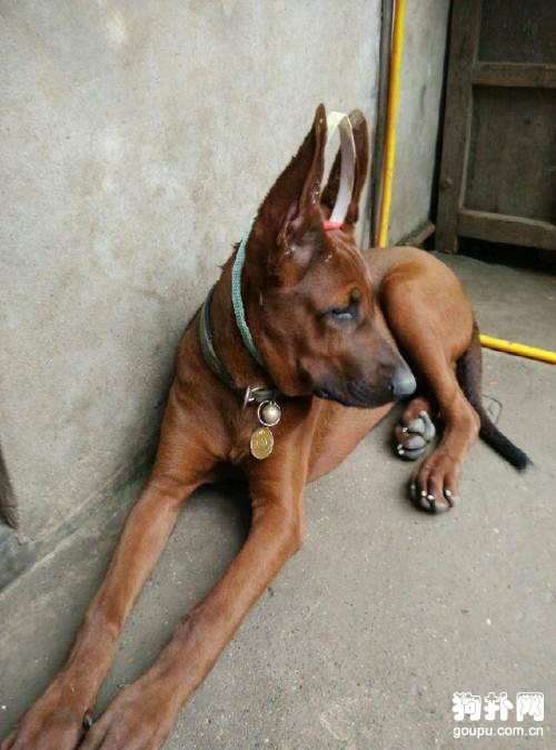 紅狼犬訓練- 訓練紅狼犬的方法技巧