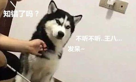 文化教育小狗別用這5種方式 ，它一定會喜歡上你
