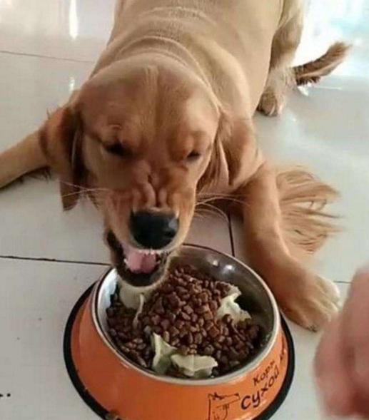 發覺狗狗護食，要立即改正這壞習慣，能夠依據這5個流程來
