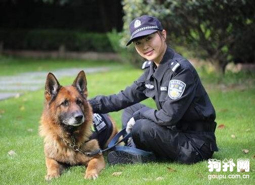 怎樣訓練可以任意撫摸的犬