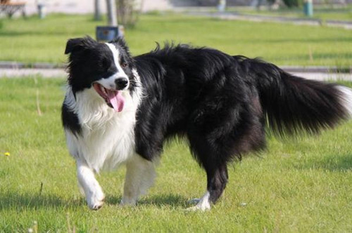 邊牧幼犬大便稀灰黑色，邊牧大便稀有點兒黑